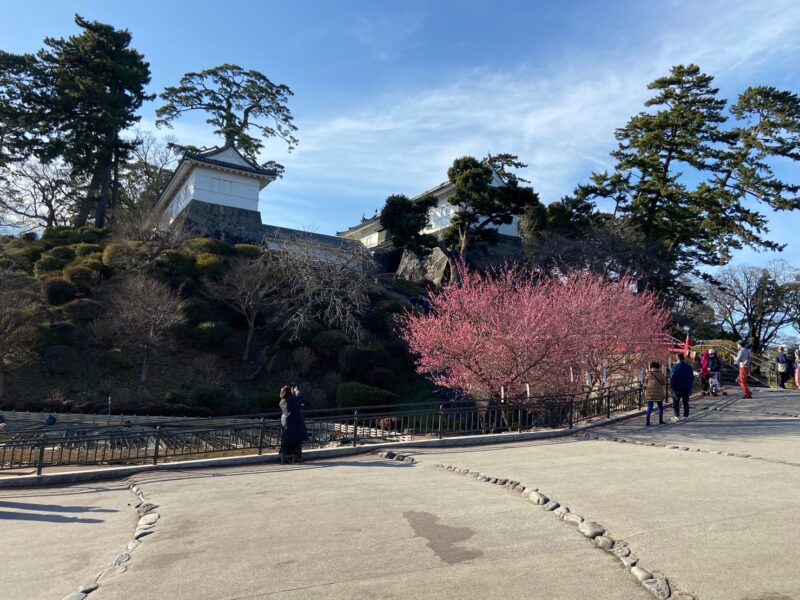 常盤木門側の梅