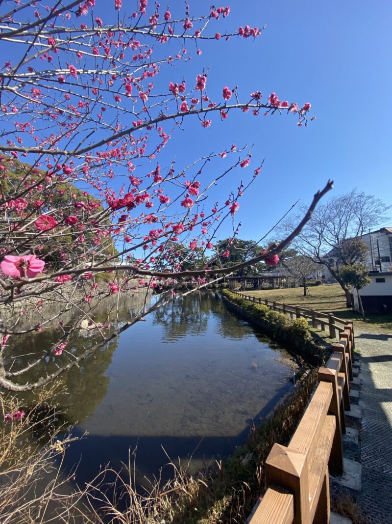 二宮神社側からみた梅